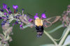 BUMBLE BEE MOTH B