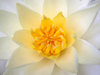 WHITE WATER LILY CENTER