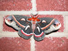 CECROPIA MOTH ON BRICK