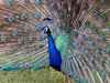 PEACOCK  0945
