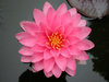 WATERLILY,