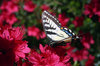 TIGER ON AZALEA VIEW 2