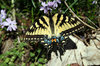 BUTTERFLY ON CREEPING PHLOX