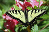 SWALLOWTAIL ON RED AZALEA
