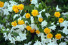 KERRIA AND WHITE AZALEA