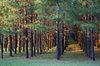 MARCHING PINE TREES