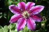 CLEMATIS
