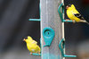 GOLD FINCH 1