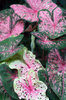 CALADIUMS 2