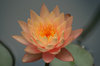 SUNSET WATERLILY