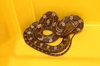 JUVENILE BLACK RAT SNAKE