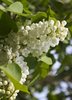White lilac