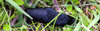 Black slug