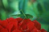 Grasshopper