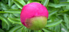 Flower with ants