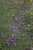 Wild Thyme