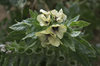 Henbane