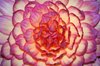 bright petals