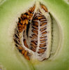 honeydew green