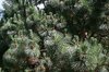 Conifer needles