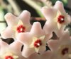 Flower - house plant