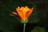 Marigold