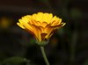 Marigold