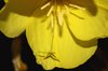Evening primrose - 8 o-clock f