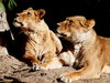 Lions