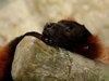 Lazy monkey