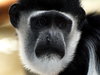 Eastern Black and White Colobu