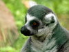 Ring-tailed Lemur