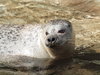 Seal