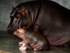 Baby Hippo