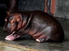 Baby Hippo