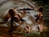 Big hippo