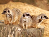Meerkats