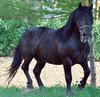 Horse stallion stud