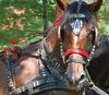 Horse head portrait