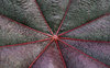Umbrella leaf