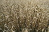 agriculture
