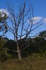 burned tree