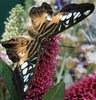 Tropical butterfly