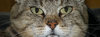 Emil the Cat 4