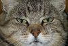 Emil the Cat 6