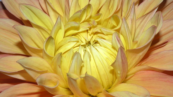Dahlia 6: no description
