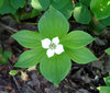 White flower