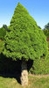 Small conifer