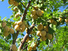 plum tree