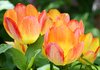 Tulip